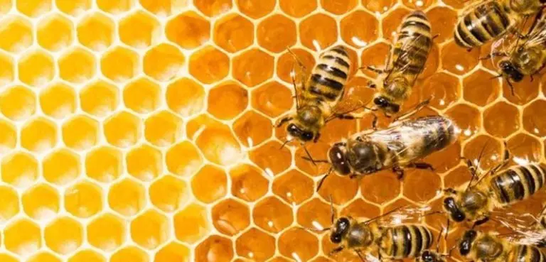 Abejas en un panal