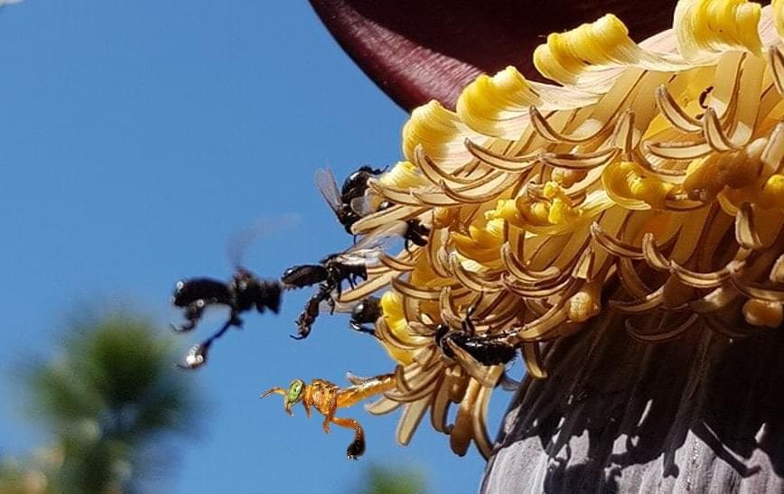 Experimento revela cómo los fertilizantes afectan negativamente a los polinizadores Abejas meliponas polinizando