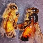Científicos argentinos desarrollan tecnología innovadora para proteger a las abejas del virus ABPV Científicos argentinos buscan salvar a todas las abejas