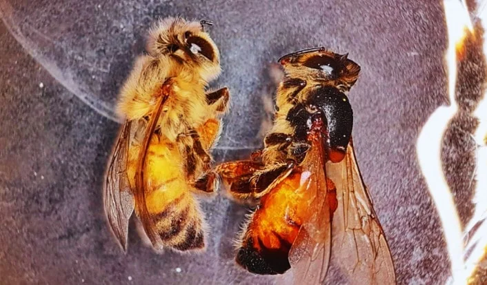 Científicos argentinos buscan salvar a todas las abejas