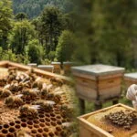 Pueden los hongos salvar a las abejas