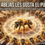 ¿A las abejas les gusta el público? Descubren que bailan con más precisión cuando las observan Las abejas bailan mejor cuando las ven
