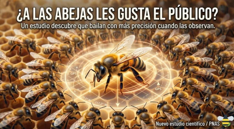 Las abejas bailan mejor cuando las ven