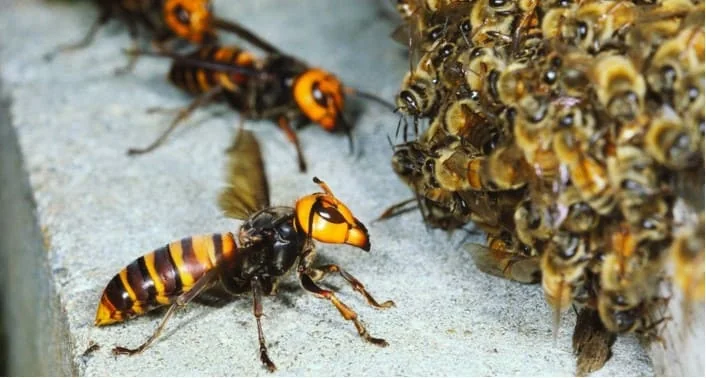 avispon asiatico atacando abejas